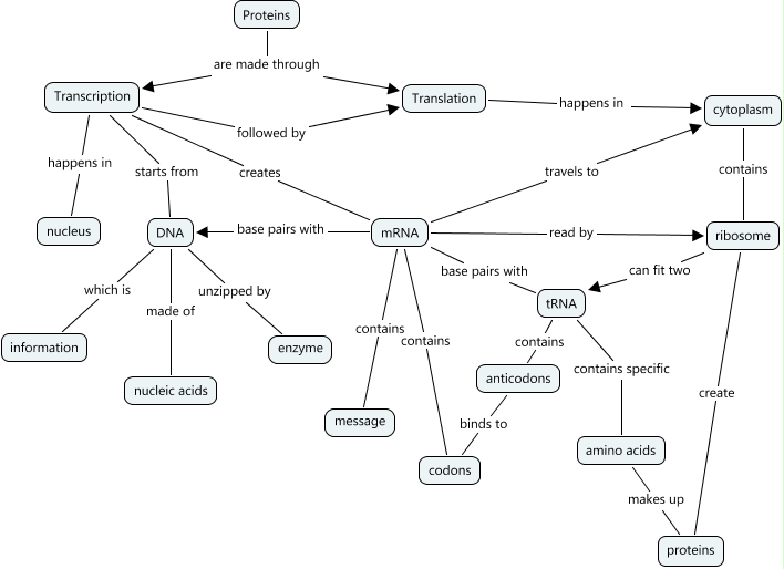 Protein Synthesis How are proteins created?